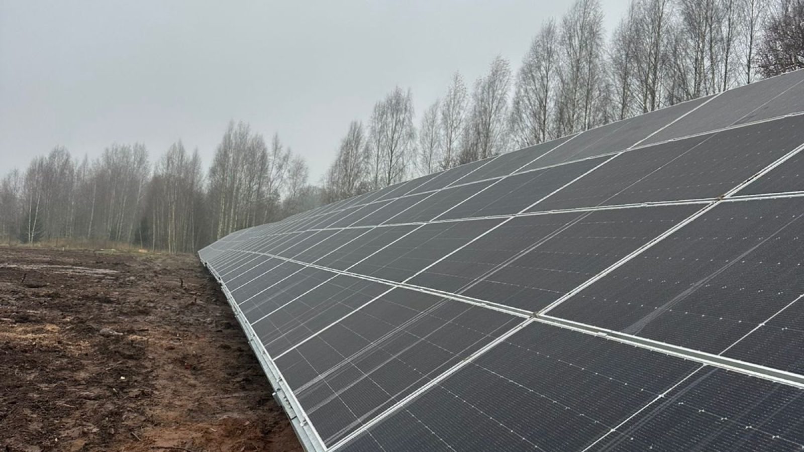 Abjamõisa päikesepargi päikesepaneelide rida kasesalu ääres